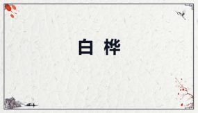 11白桦 课件（37张）语文四年级下册（部编版）