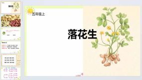 2《落花生》（课件）五年级上册语文统编版（26页）