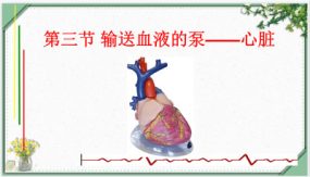 4-4-3 输送血液的泵——心脏（30张）七年级生物下册同步课件（人教版七下）