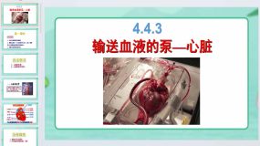 4.4.3 输送血液的泵—心脏-生物课件（29页）