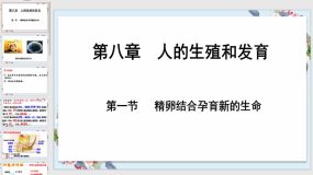 8-1 精卵结合孕育新生命（19页）七年级生物下册课件（苏教版）