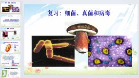 第四、五章 细菌、真菌和病毒（复习课件）2023-2024学年八年级生物上学期（人教版）34页