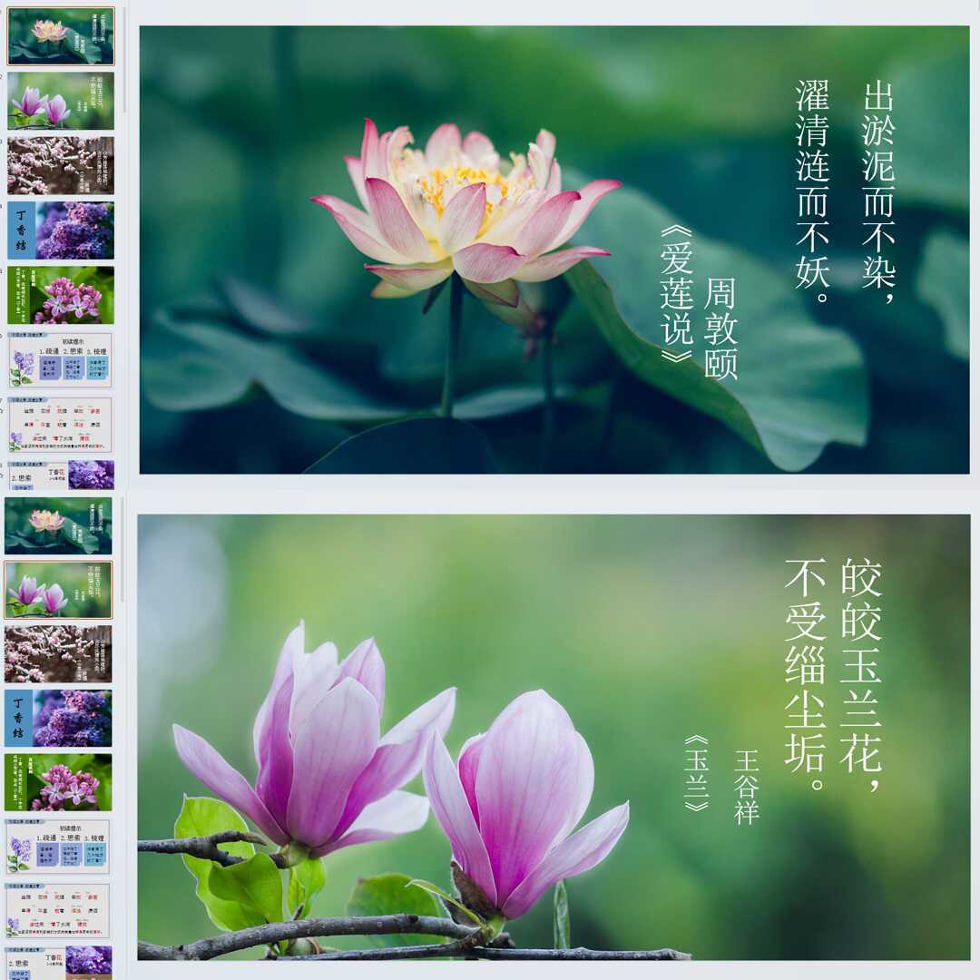 《丁香结》PPT课件精修单品六年级上册语文第二课同步教学课件ppt