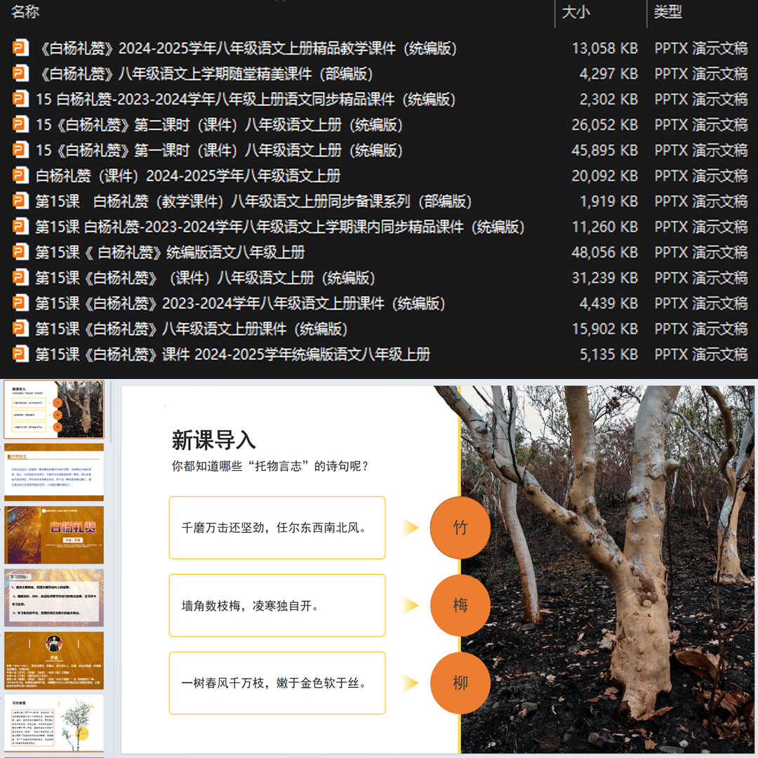 《白杨礼赞》PPT课件13套初中八年级上册语文第十五课教学课件ppt